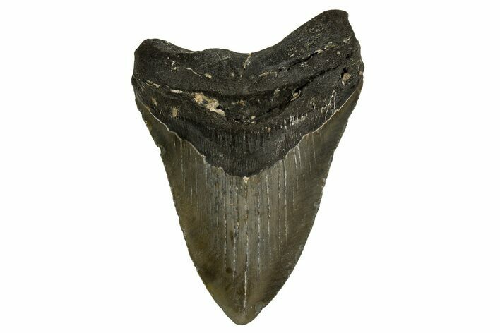 Fossil Megalodon Tooth - North Carolina #328016
